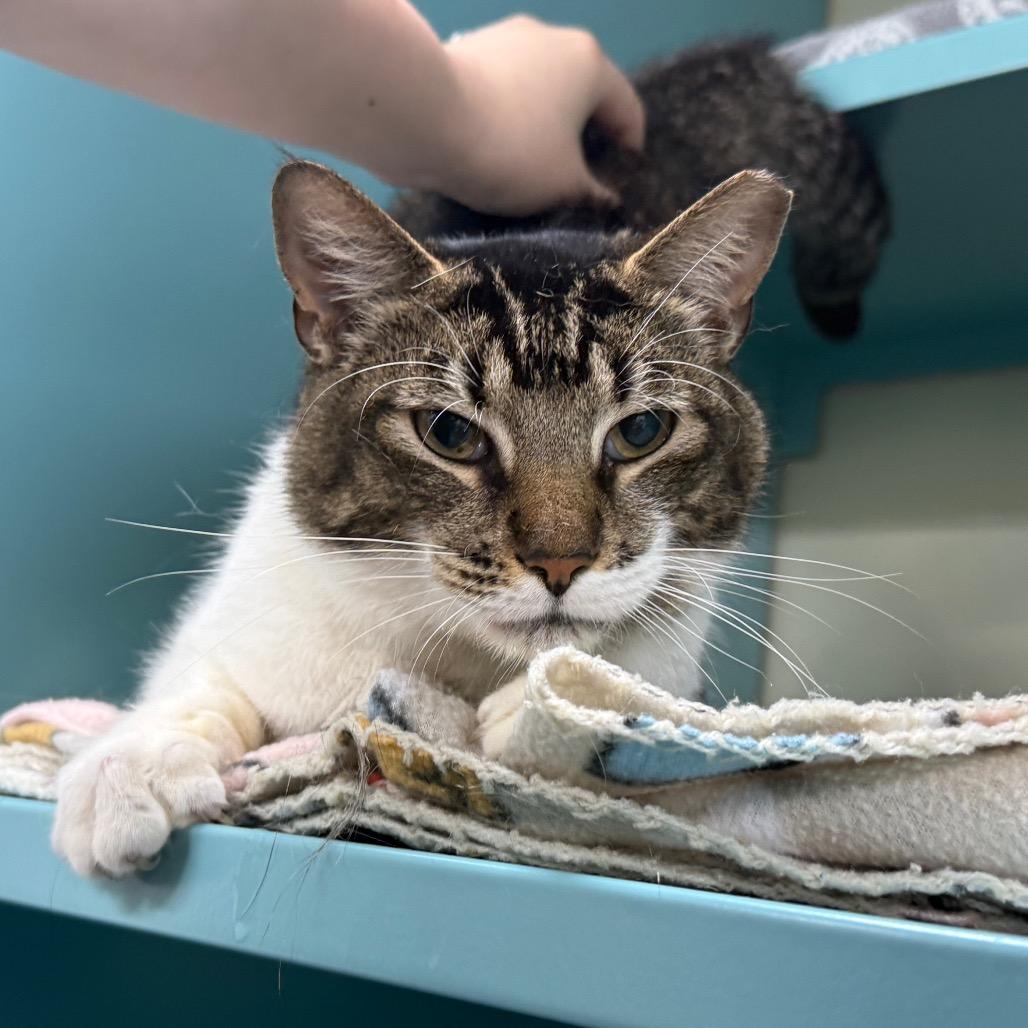 Ceasar, a Adoptable Domestic Short Hair in Lauderhill, FL image 3/5