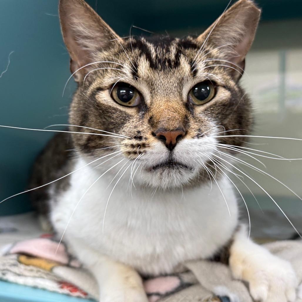 Ceasar, Adoptable, Adult Male Domestic Short Hair.