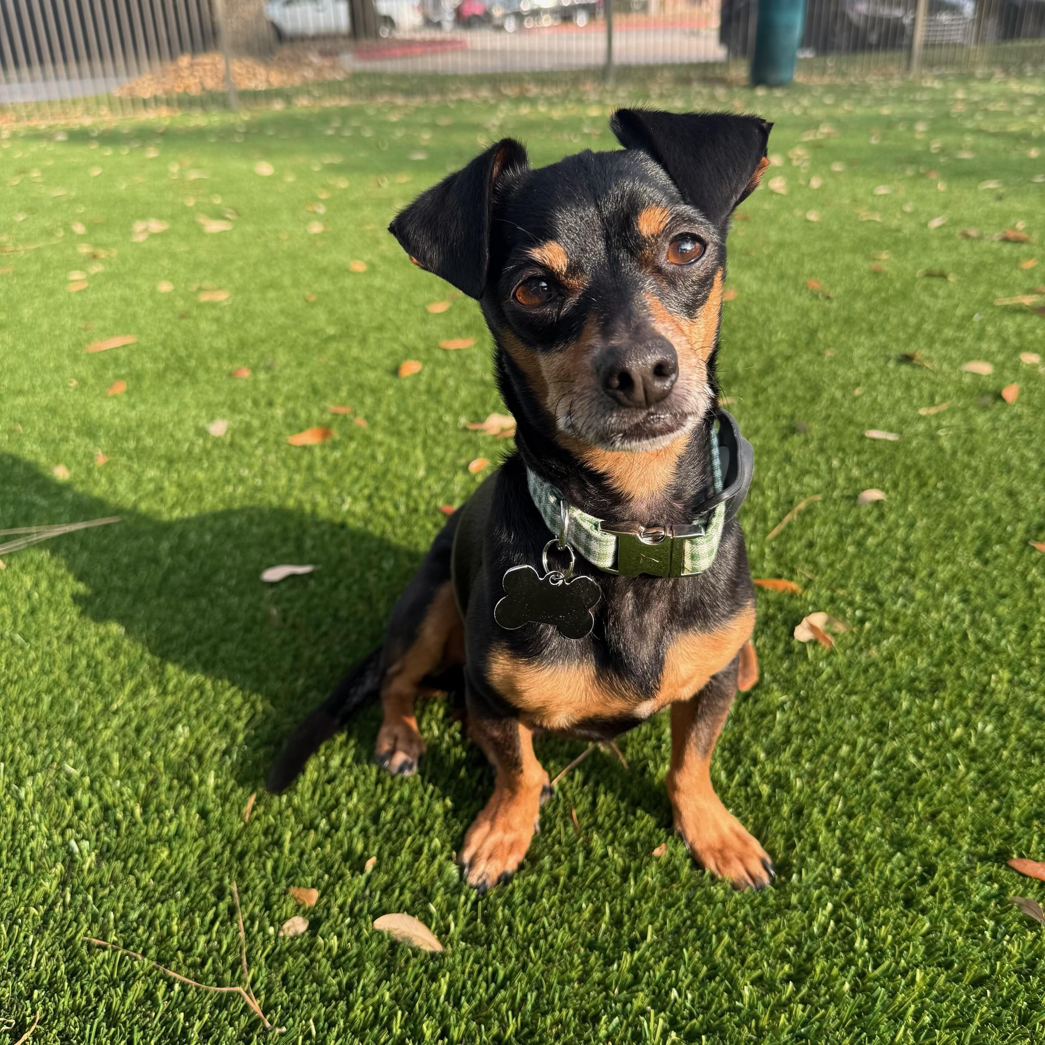 Enlarge Snickerdoodle, a Adoptable mixed breed in New York, NY image 1/6