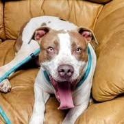 Enlarge Oliver, a Adoptable mixed breed in Wadena, MN image 1/6