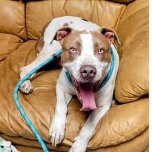 Enlarge Oliver, a Adoptable mixed breed in Wadena, MN image 2/6