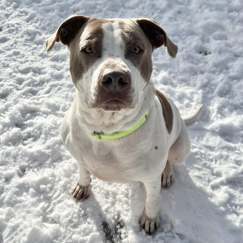 Enlarge Oliver, a Adoptable mixed breed in Wadena, MN image 6/6