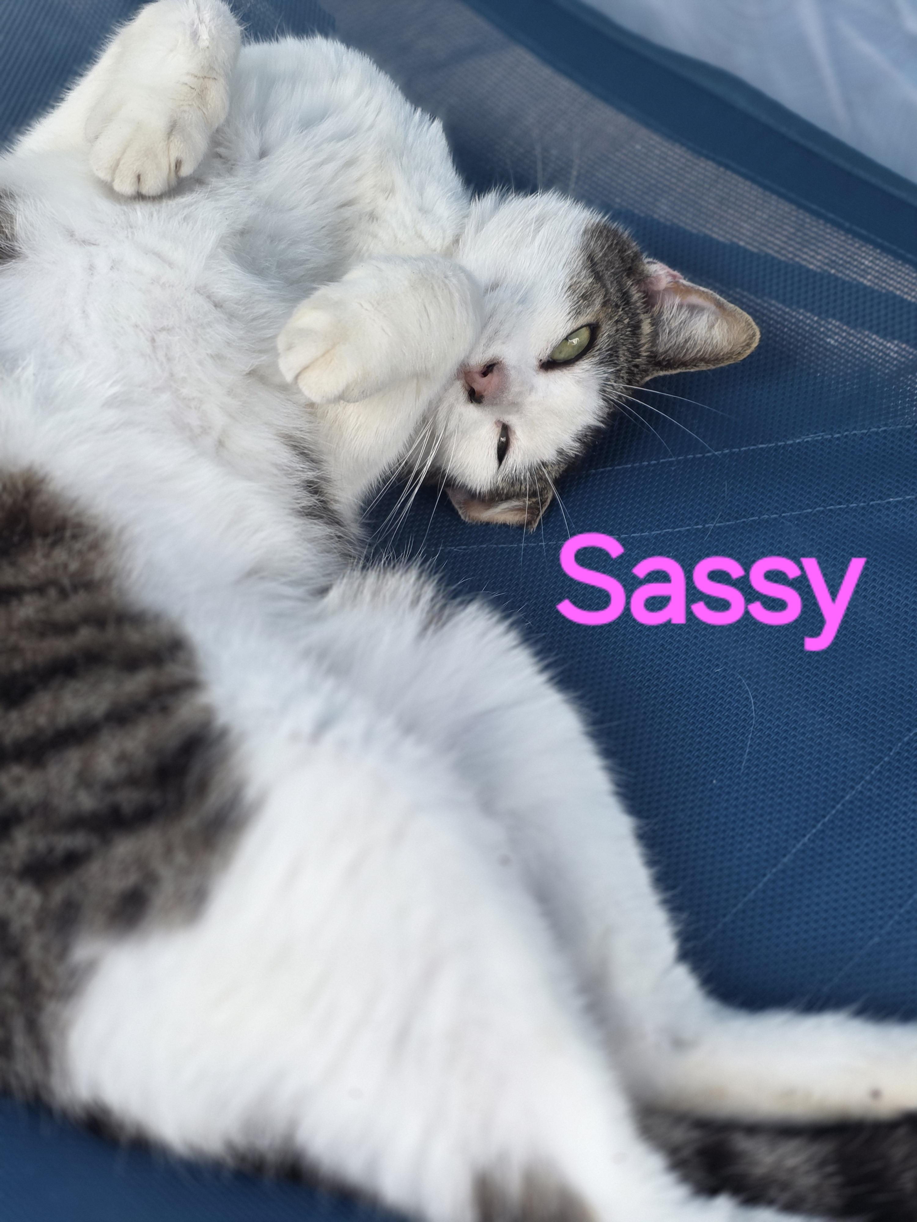 Sassy, Adoptable, Young Female Tabby.