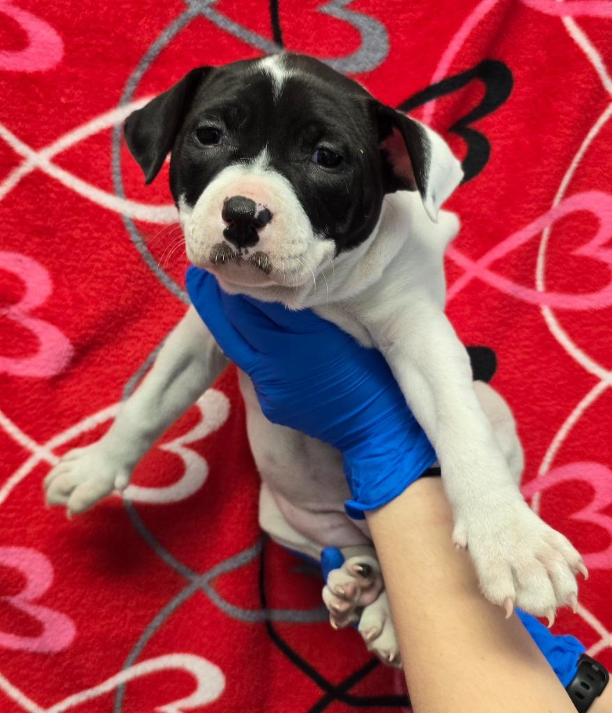 Windstar, Adoptable, Puppy Female American Staffordshire Terrier & Mixed Breed.