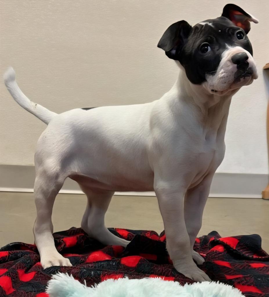 Enlarge Windstar, a Adoptable mixed breed in Murphysboro, IL image 3/4