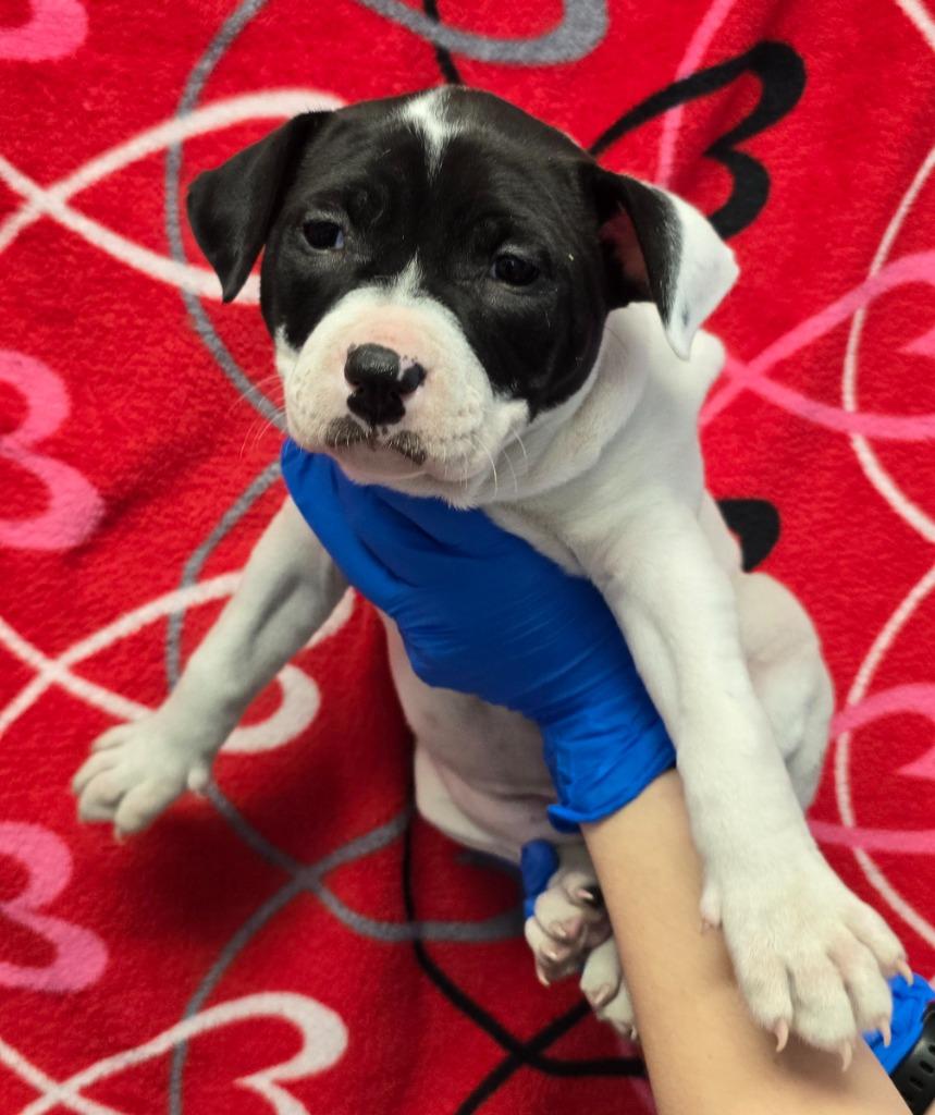 Enlarge Windstar, a Adoptable mixed breed in Murphysboro, IL image 2/2