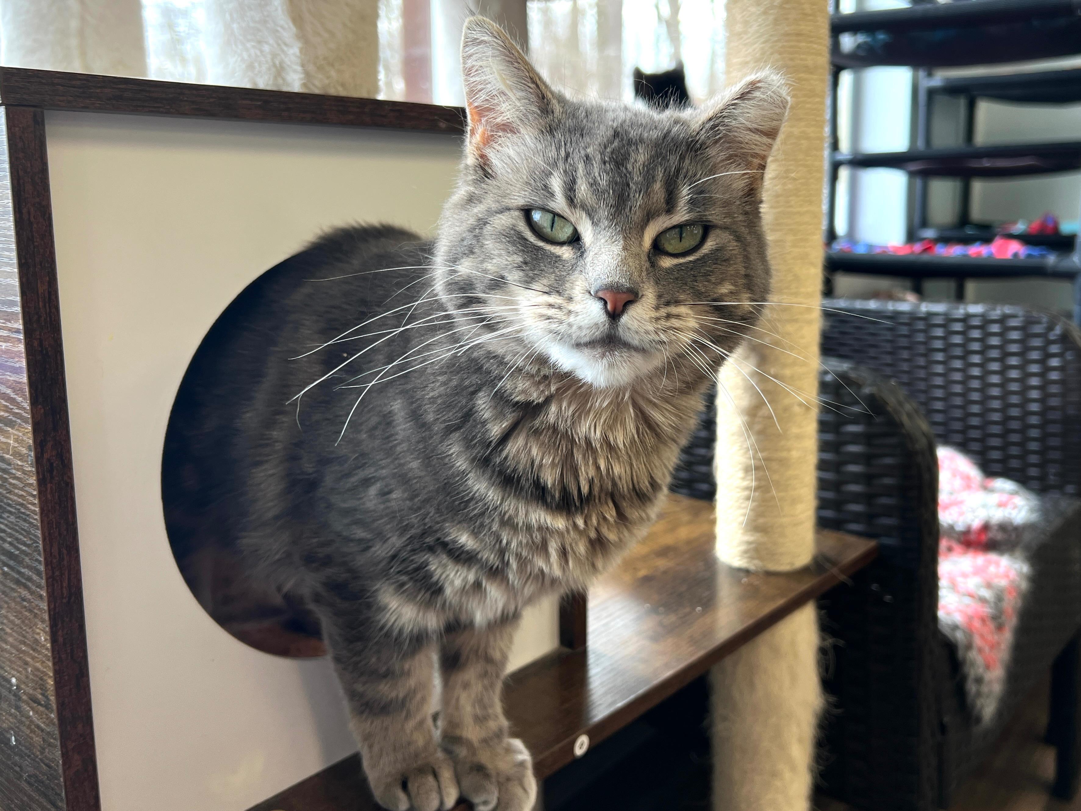 Enlarge Claire and Reggie - CHOW HOUND, a ADOPTABLE Tabby in Grand Rapids, MI image 4/6