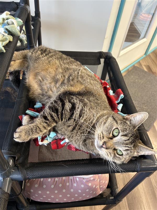 Enlarge Claire and Reggie - CHOW HOUND, a ADOPTABLE Tabby in Grand Rapids, MI image 2/6