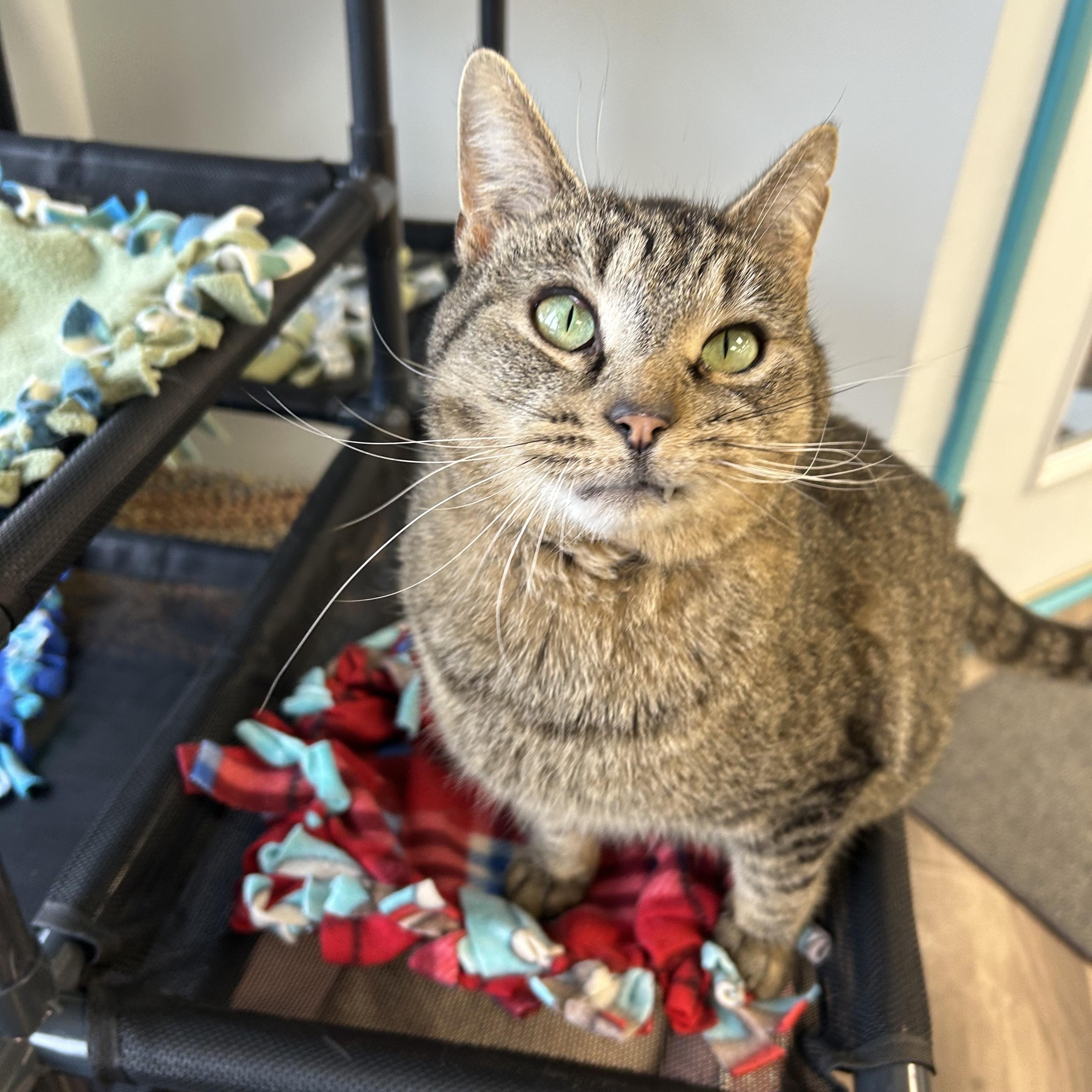 Enlarge Claire and Reggie - CHOW HOUND, a ADOPTABLE Tabby in Grand Rapids, MI image 3/6