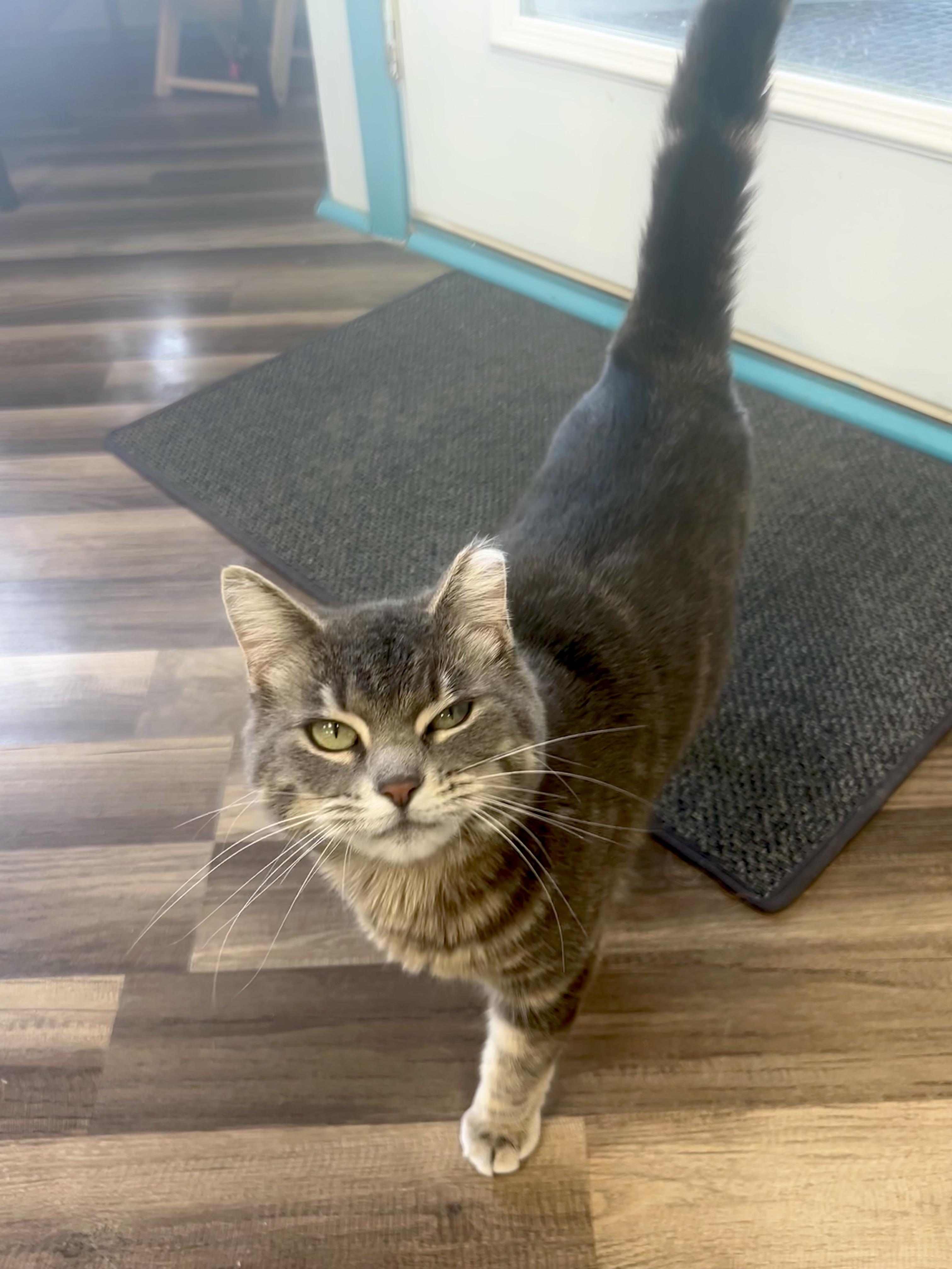 Enlarge Claire and Reggie - CHOW HOUND, a ADOPTABLE Tabby in Grand Rapids, MI image 5/6