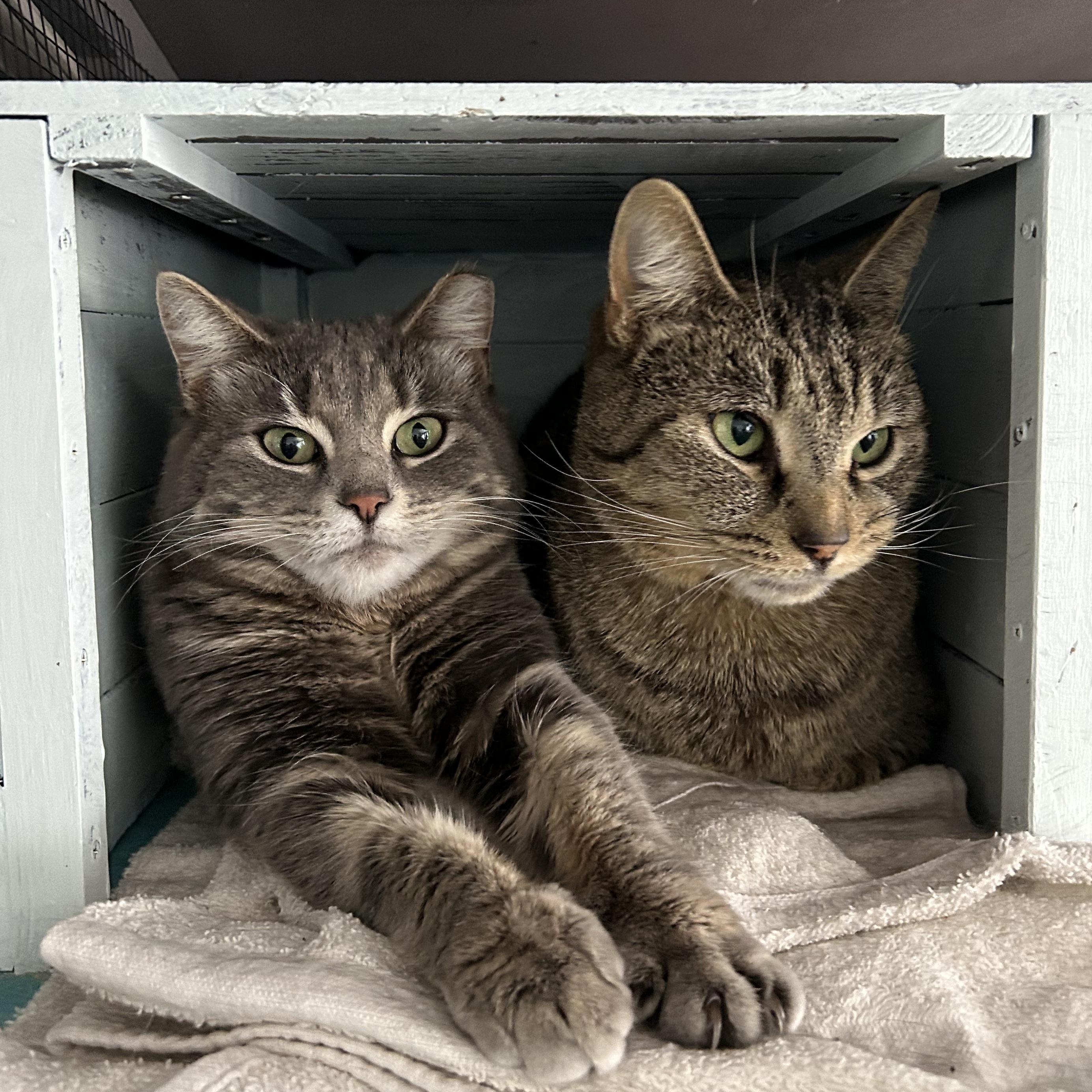 Enlarge Claire and Reggie - CHOW HOUND, a ADOPTABLE Tabby in Grand Rapids, MI image 6/6