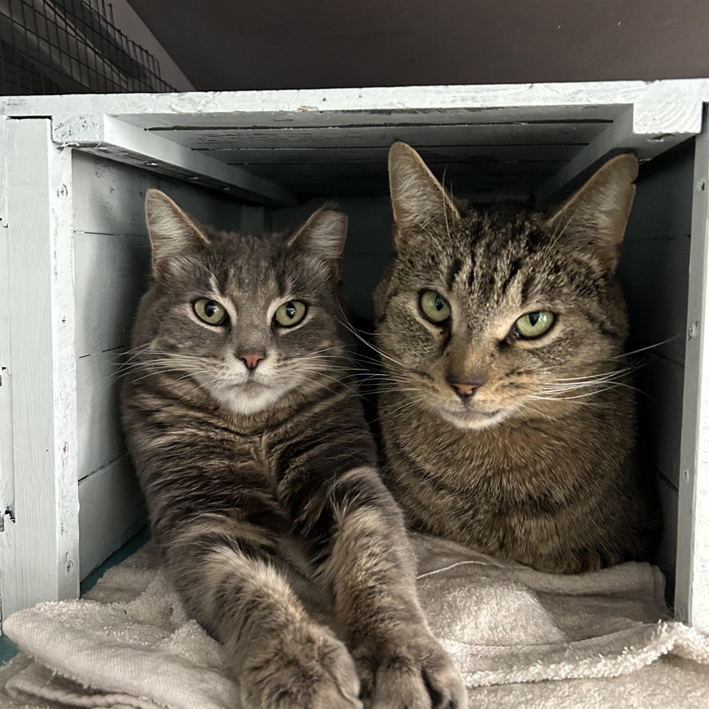 Enlarge Claire and Reggie - CHOW HOUND, a ADOPTABLE Tabby in Grand Rapids, MI image 1/6