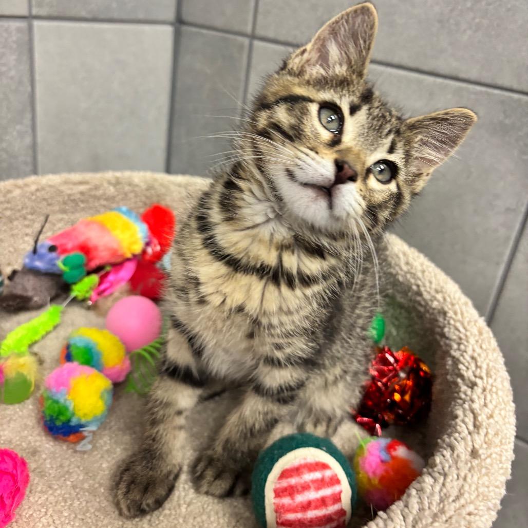 Enlarge Mongo, a Adoptable mixed breed in Commerce City, CO image 1/5