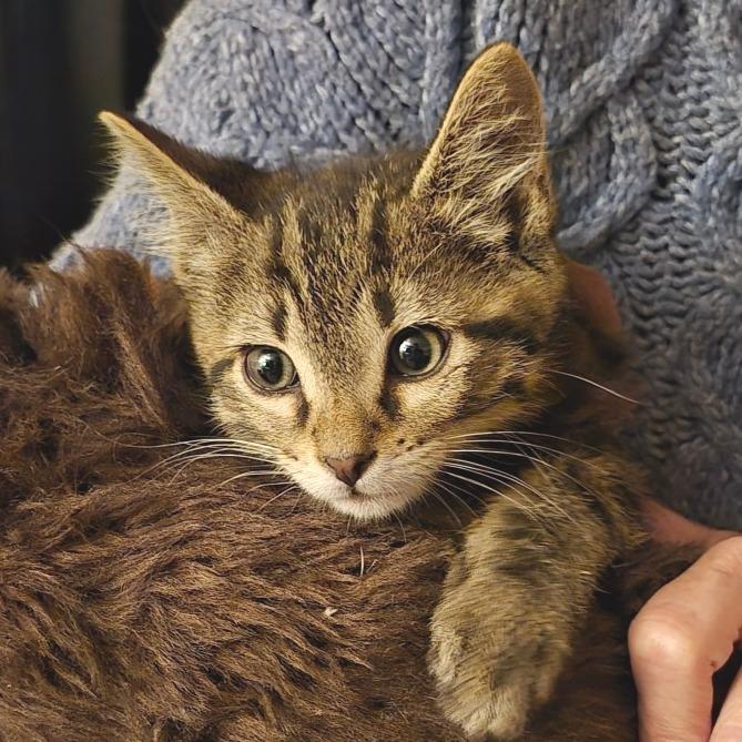 Mongo, Adoptable, Kitten Male Domestic Short Hair & Domestic Short Hair.