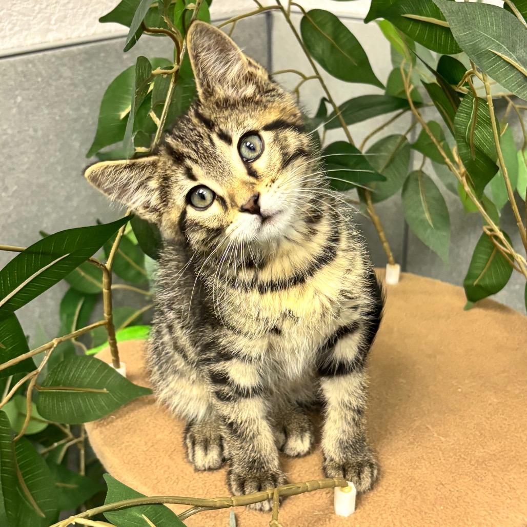 Mongo, Adoptable, Kitten Male Domestic Short Hair & Domestic Short Hair.