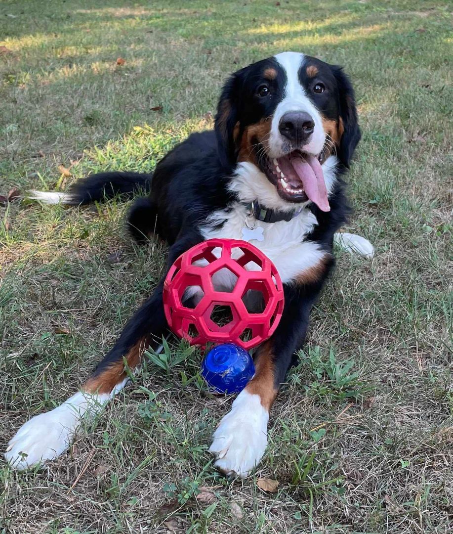 Ares, a Adopted Bernese Mountain Dog in Decatur, MI image 1/2