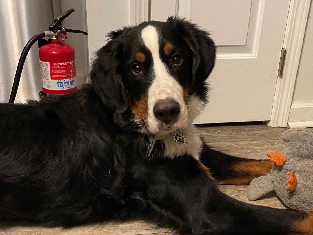 Ares, a Adopted Bernese Mountain Dog in Decatur, MI image 2/2