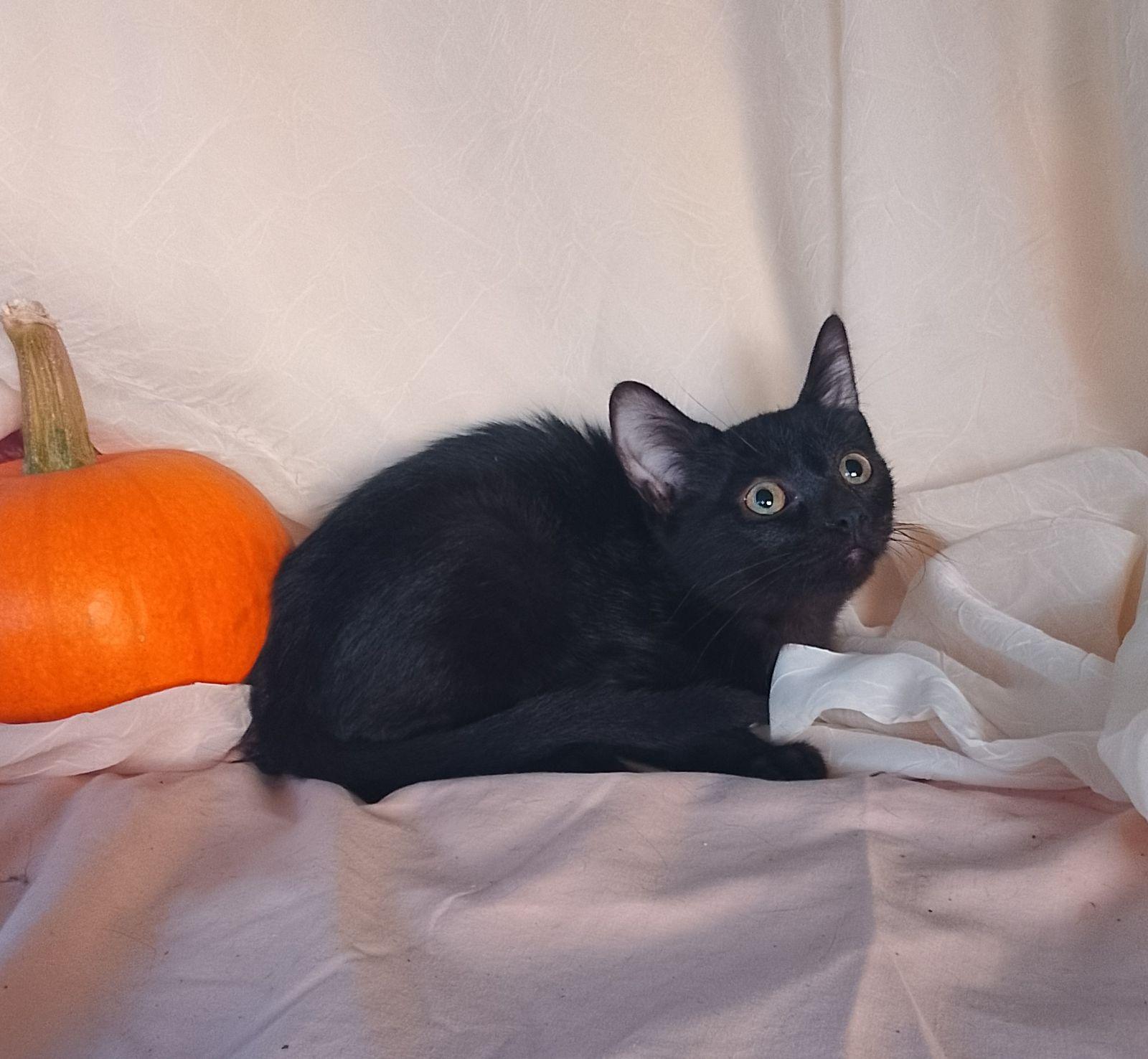 Enlarge Princess, a Adoptable Domestic Short Hair in Nichols, NY image 1/1