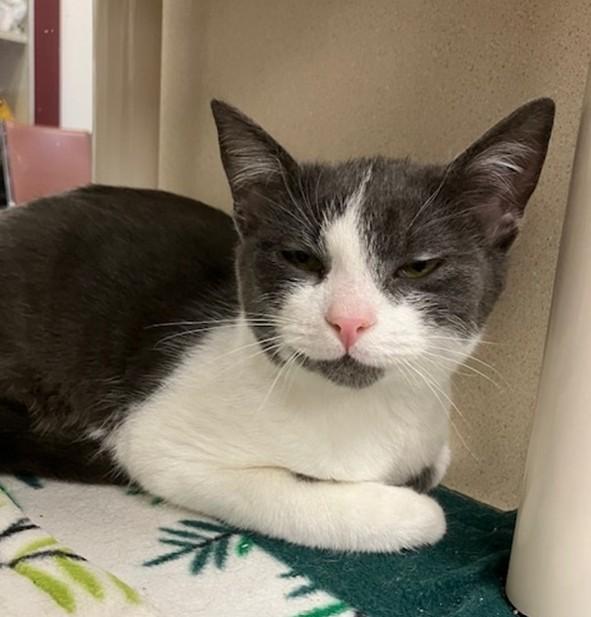 PARKER, Adoptable, Young Male Domestic Short Hair.