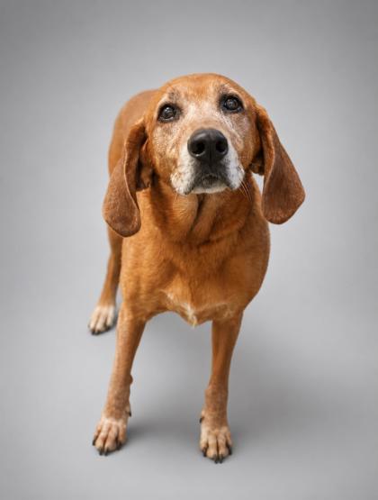 Bella- Sponsored~ Sweet Senior!~, Adoptable, Adult Female Redbone Coonhound.