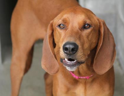 Enlarge Bella- Sponsored~ Sweet Senior!~, a Adoptable Redbone Coonhound in Bowling Green, KY image 2/2