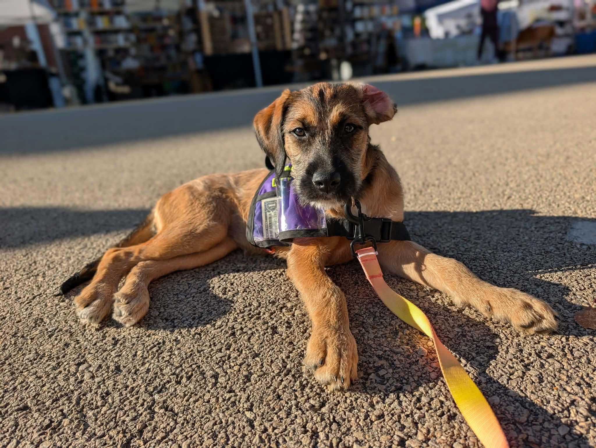 Enlarge Rory, a Adoptable mixed breed in Byron, IL image 1/3