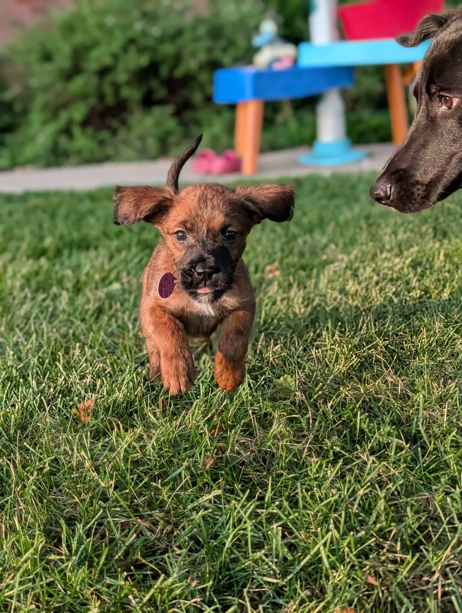 Rory, ADOPTABLE, Puppy Female Boxer & Terrier.