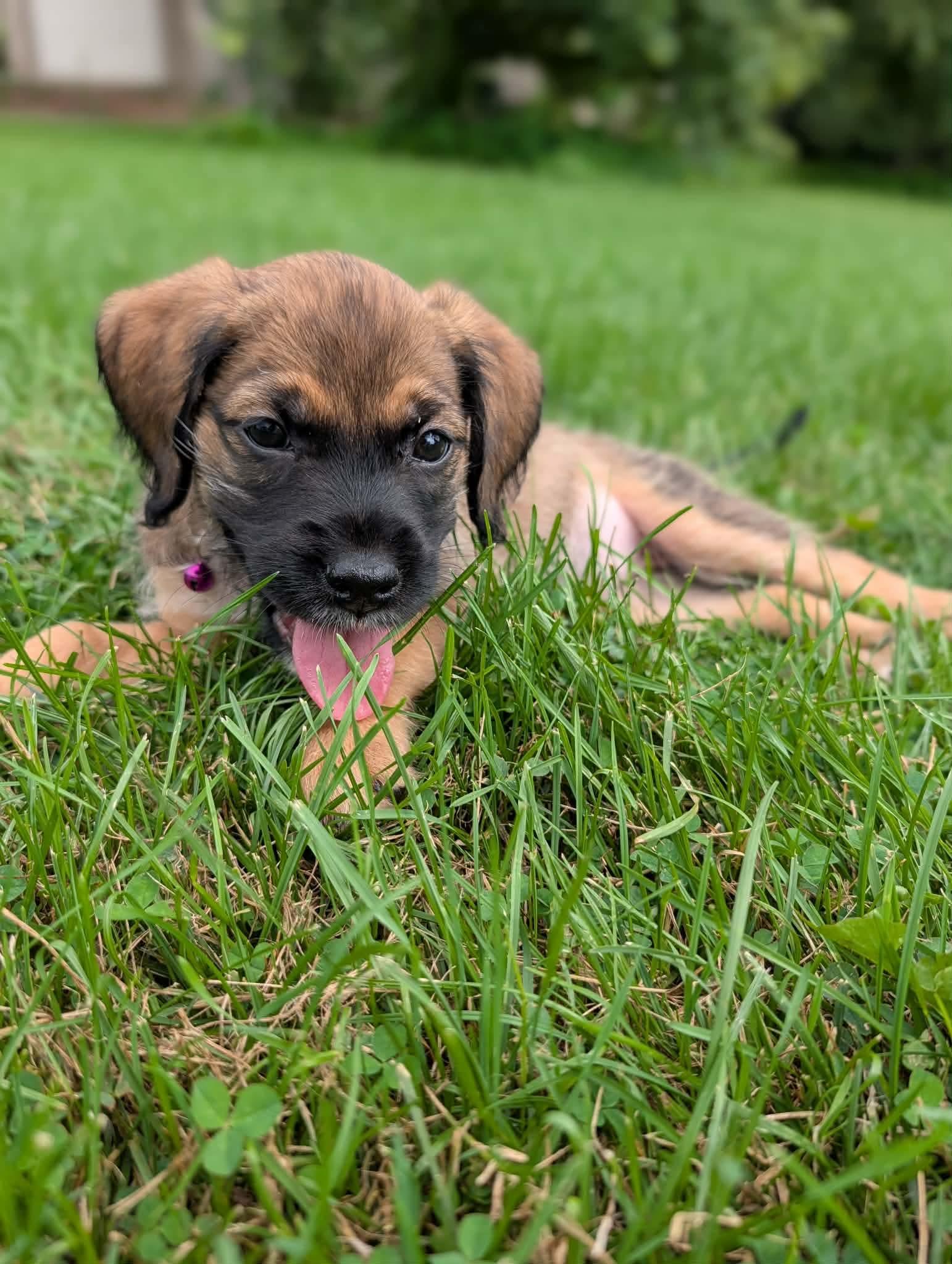 Rory, a ADOPTABLE mixed breed in Byron, IL image 4/5