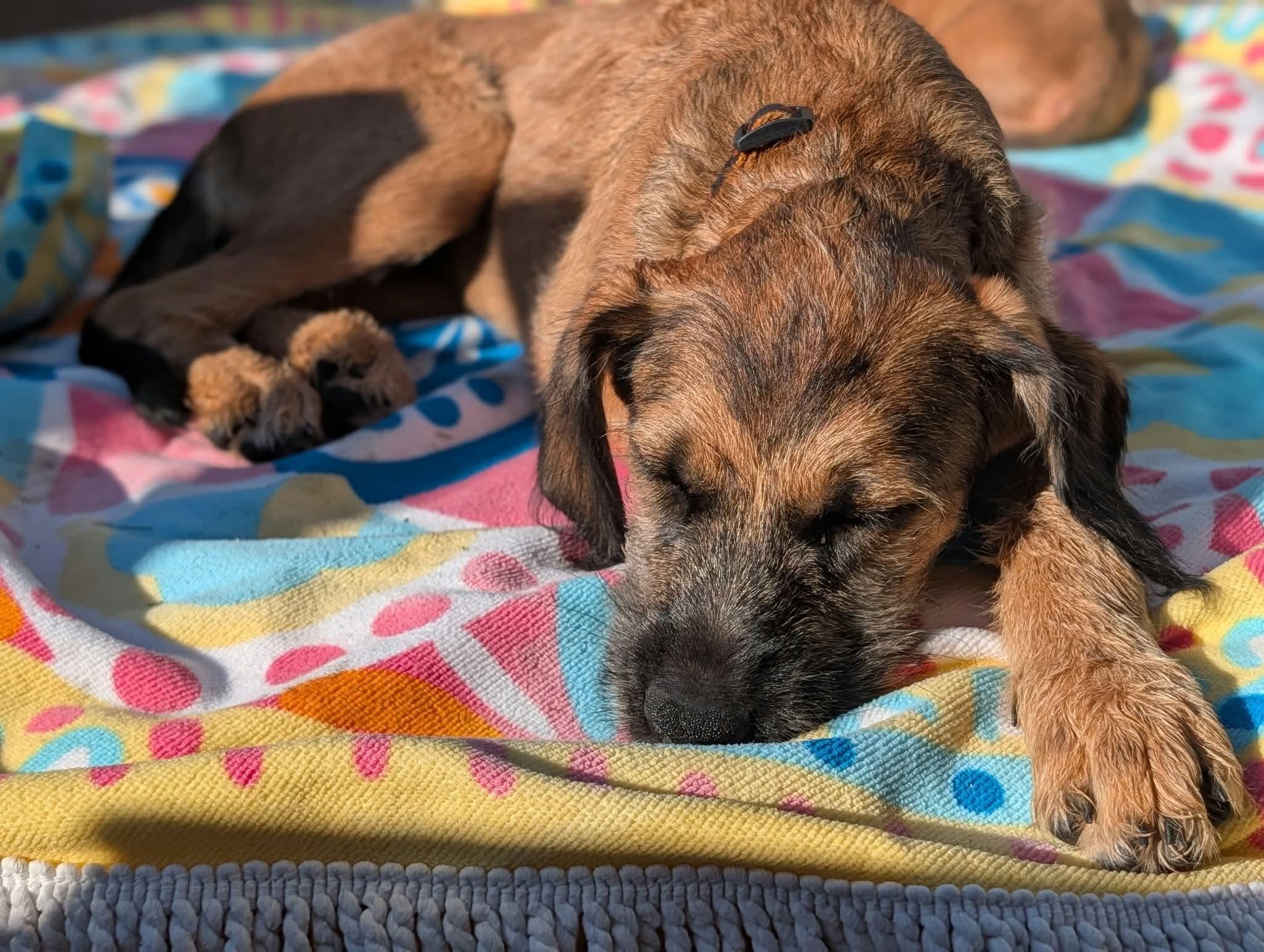 Enlarge Rory, a Adoptable mixed breed in Byron, IL image 3/3