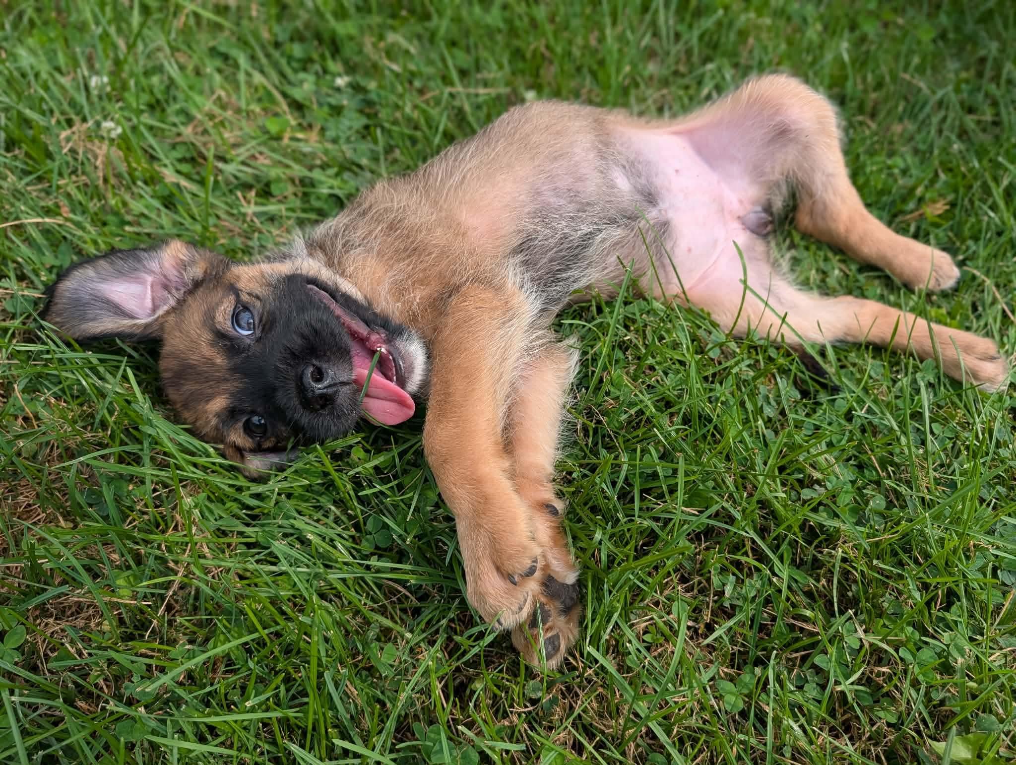 Rory, a ADOPTABLE mixed breed in Byron, IL image 2/5