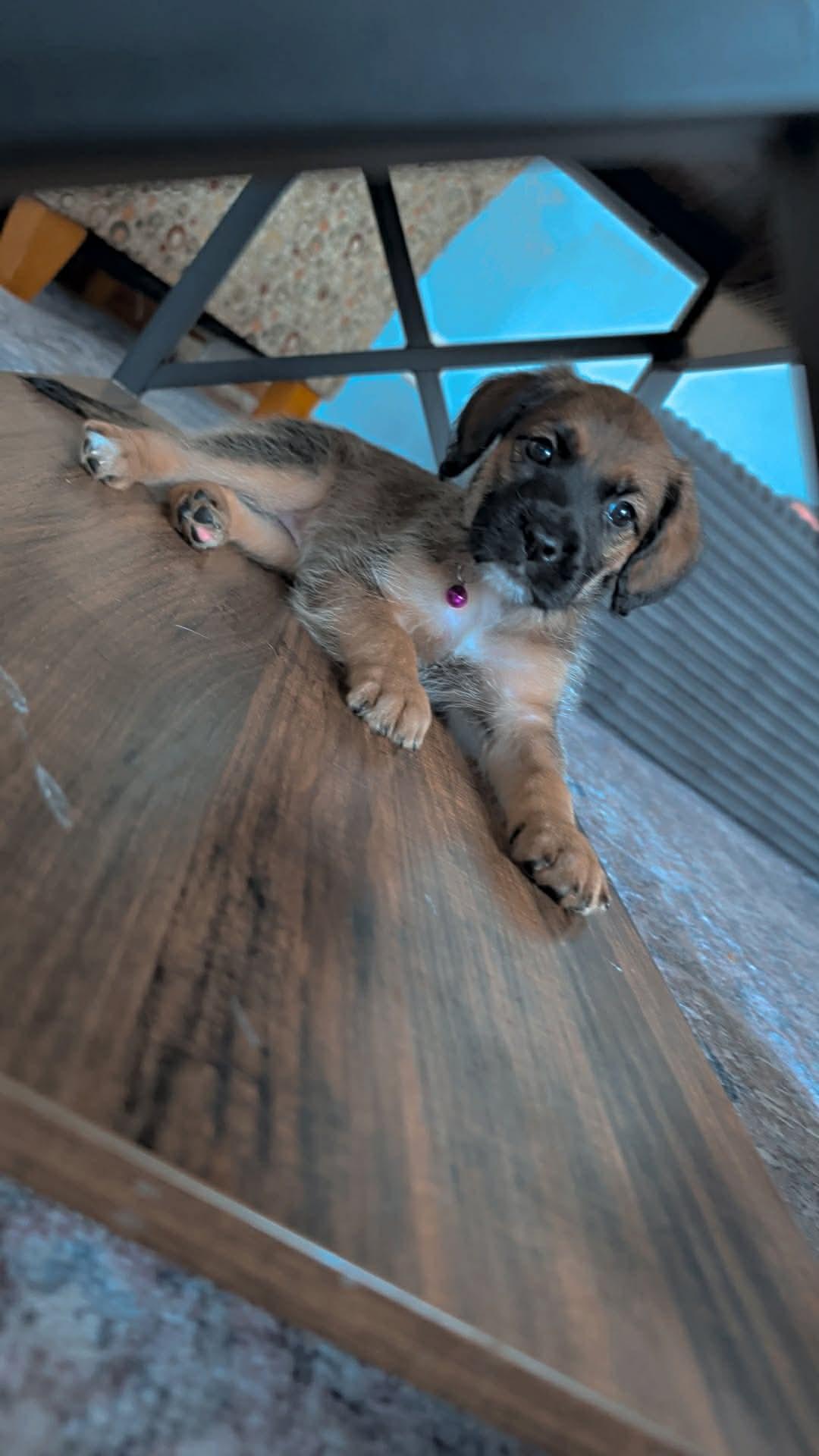Rory, a ADOPTABLE mixed breed in Byron, IL image 3/5