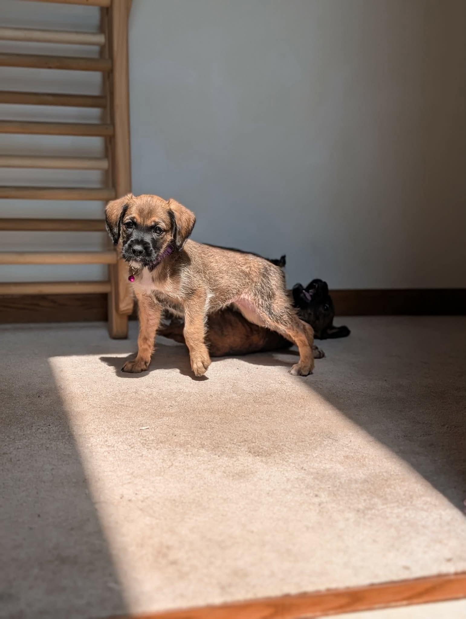 Rory, a ADOPTABLE mixed breed in Byron, IL image 5/5