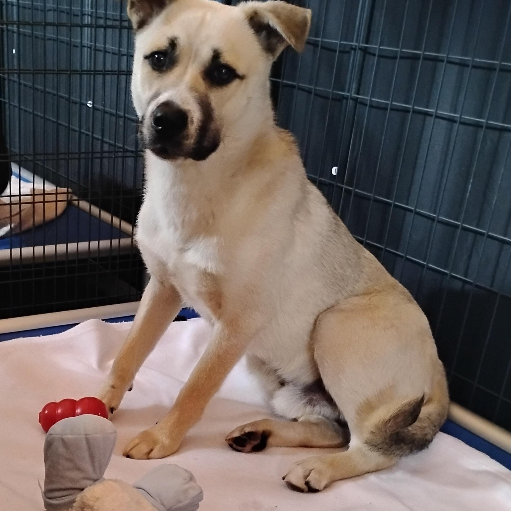 Ray, ADOPTABLE, Young Male Husky.