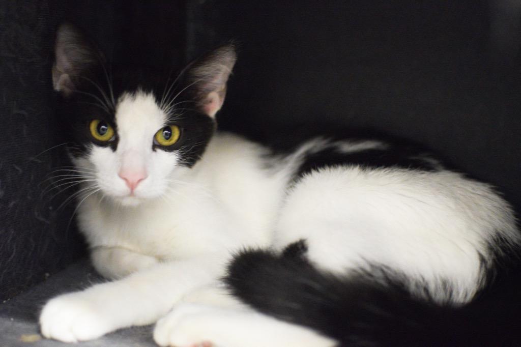 Panda, Adoptable, Adult Male Domestic Short Hair.