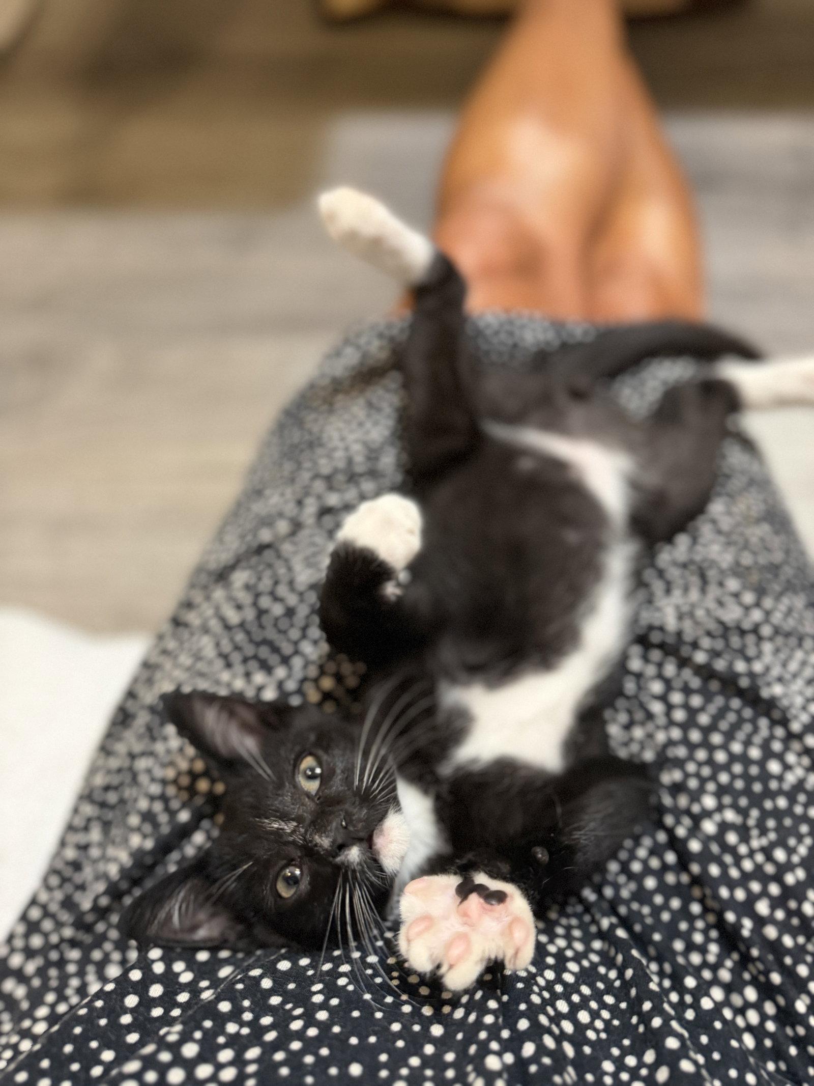 Charlie, Adoptable, Kitten Male Domestic Short Hair.