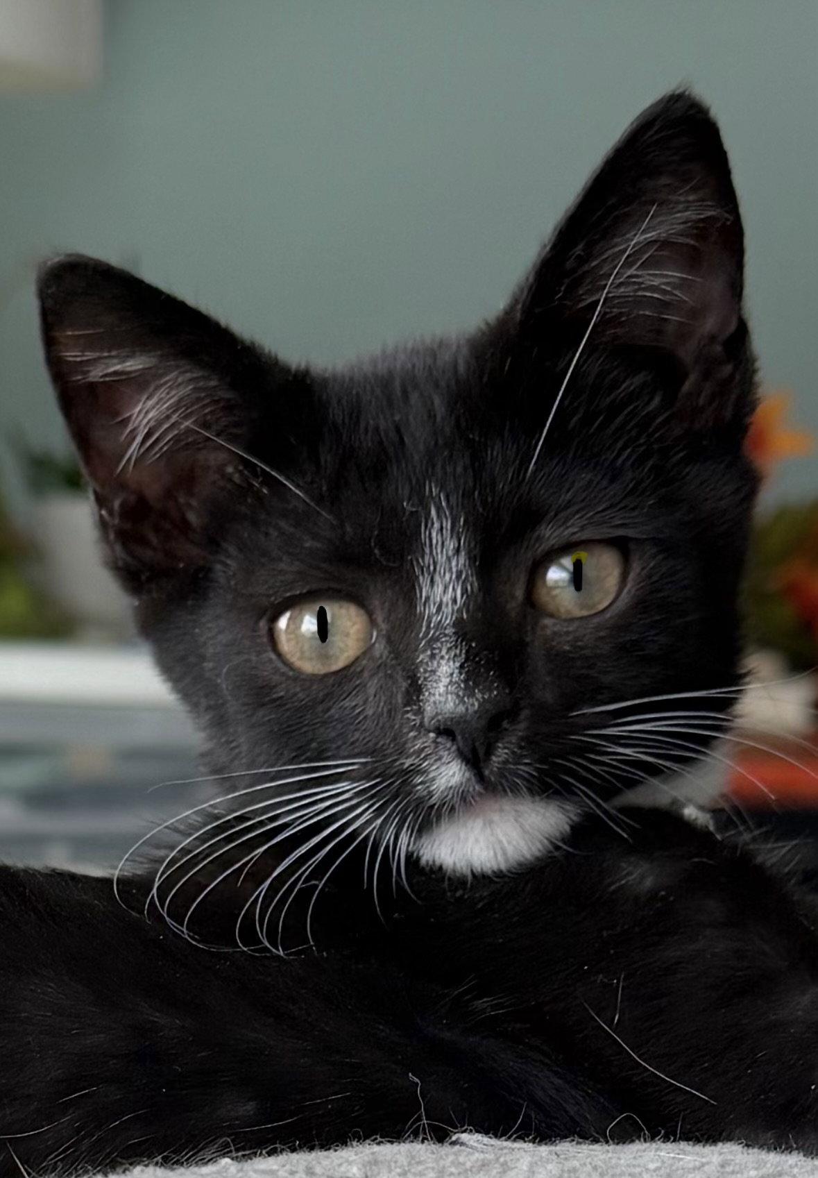 Enlarge Charlie, a Adoptable Domestic Short Hair in Orlando, FL image 2/3