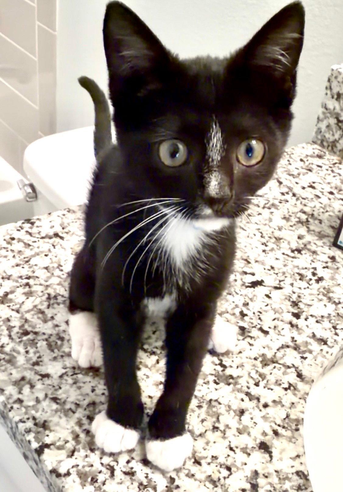 Enlarge Charlie, a Adoptable Domestic Short Hair in Orlando, FL image 3/3