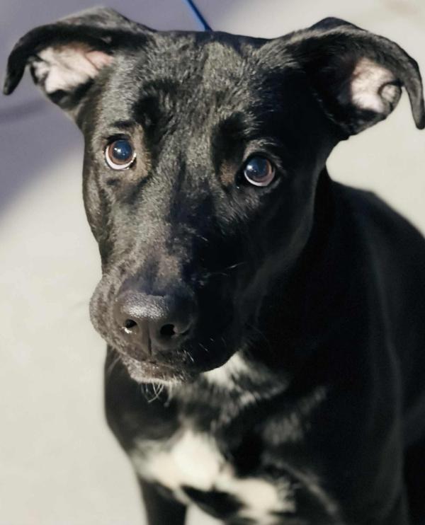 Enlarge AC#3430 "Luna", a Adoptable mixed breed in Conyers, GA image 1/1