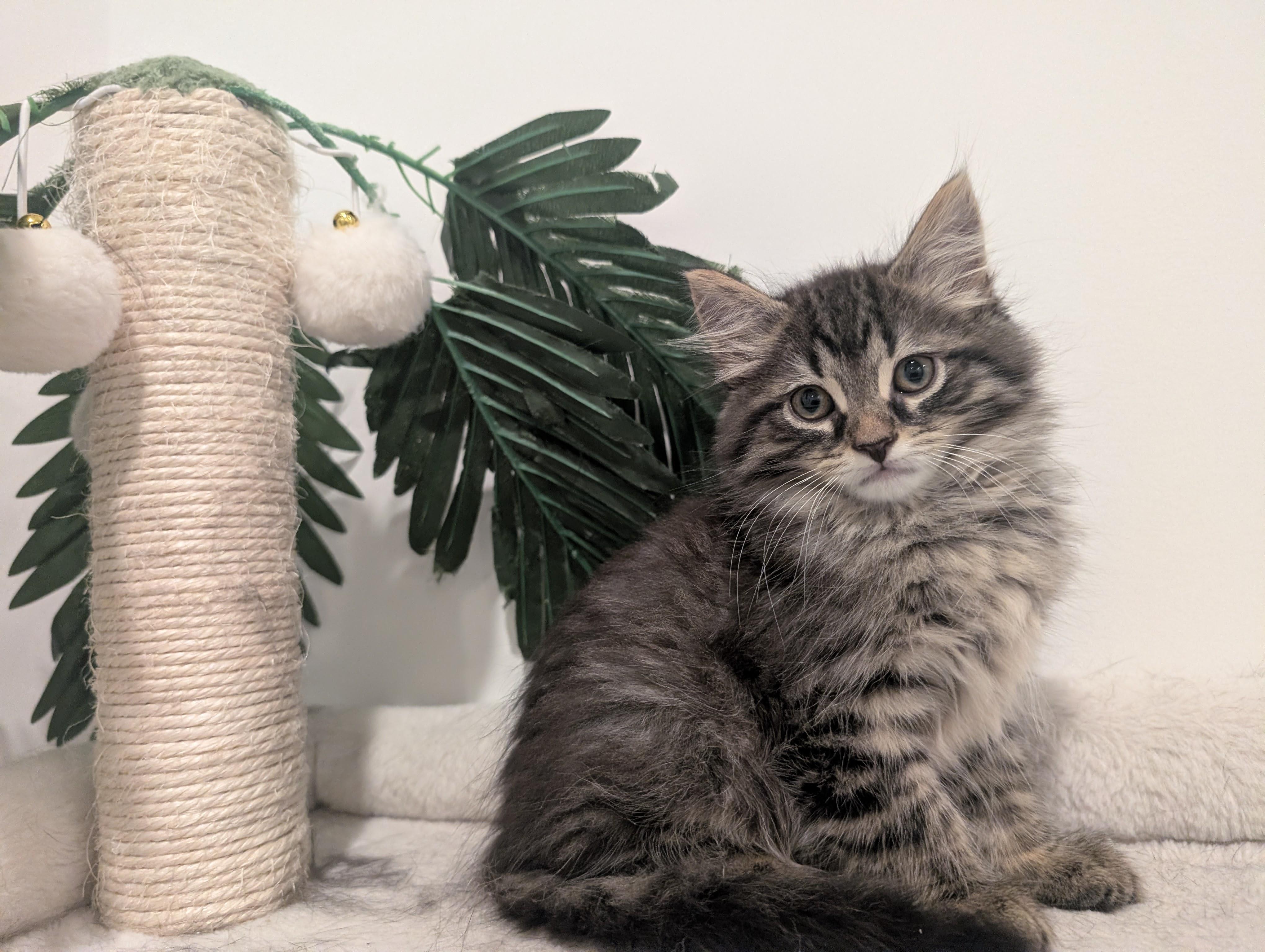 Cafe Kittens - Tofu, Adoptable, Kitten Male Domestic Medium Hair.