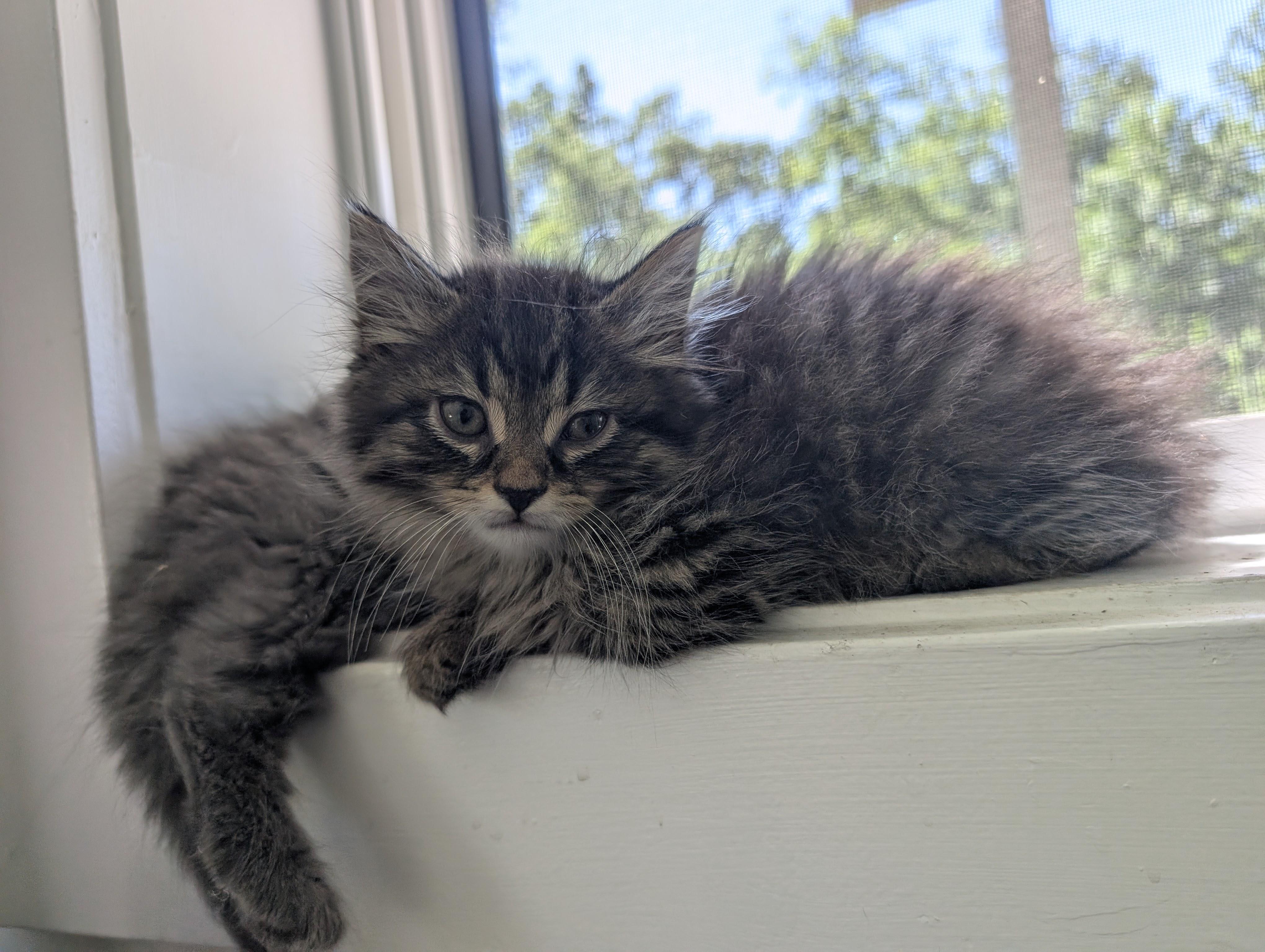 Cafe Kittens - Tofu, a Adoptable Domestic Medium Hair in Leesburg, VA image 3/4