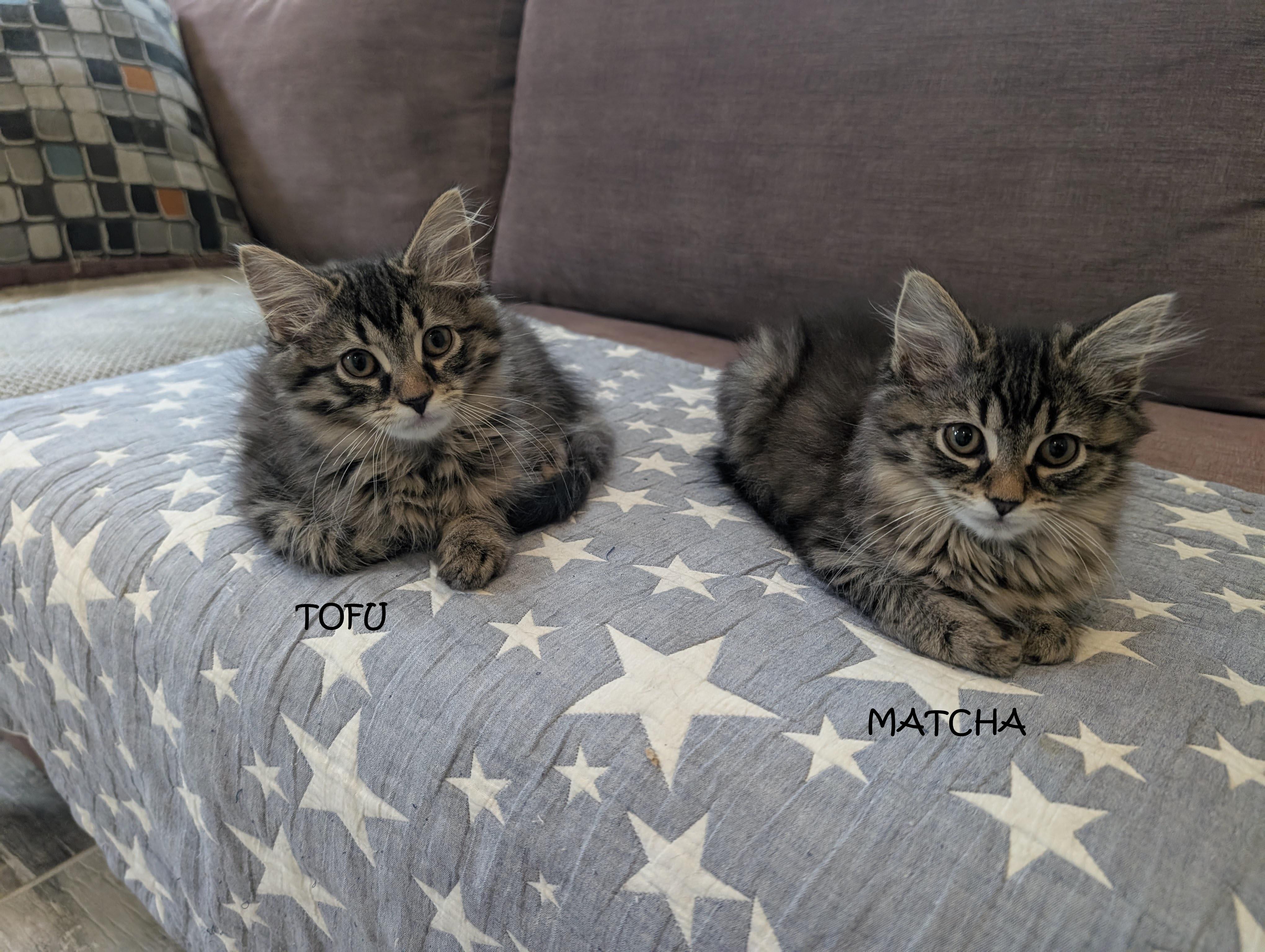 Cafe Kittens - Tofu, a Adoptable Domestic Medium Hair in Leesburg, VA image 2/4