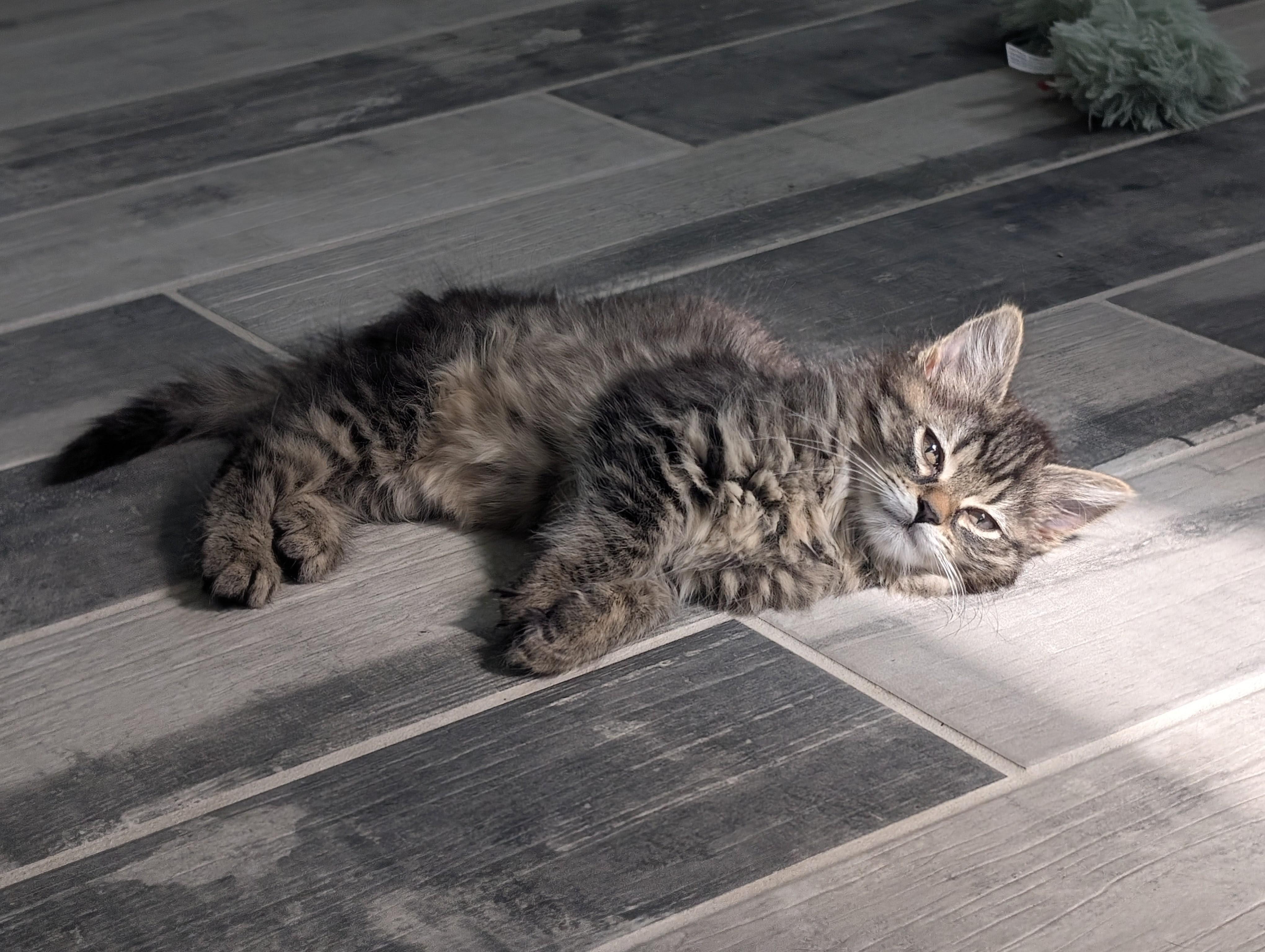 Cafe Kittens - Tofu, a Adoptable Domestic Medium Hair in Leesburg, VA image 4/4