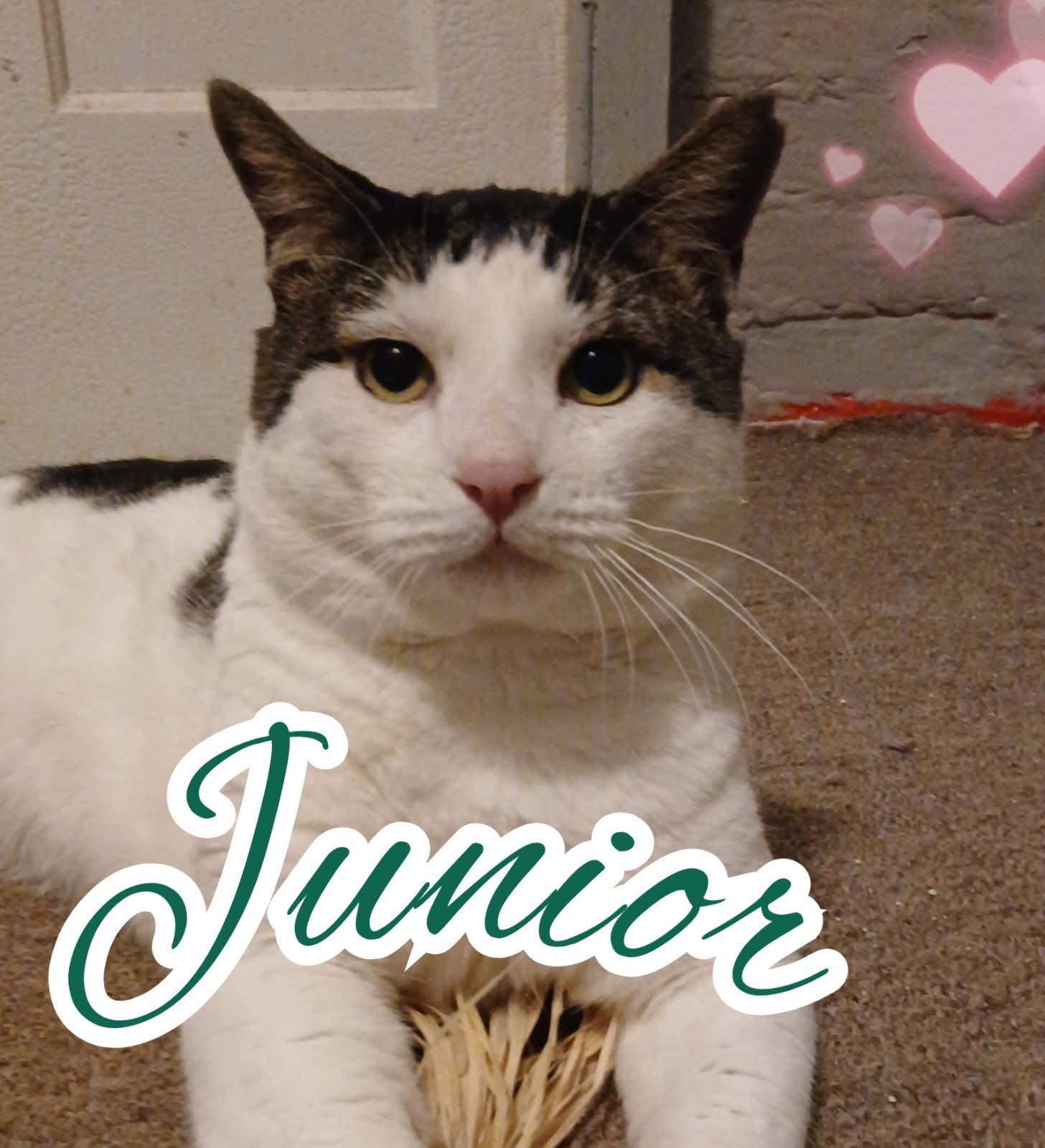 Junior, Adoptable, Adult Male Domestic Short Hair.