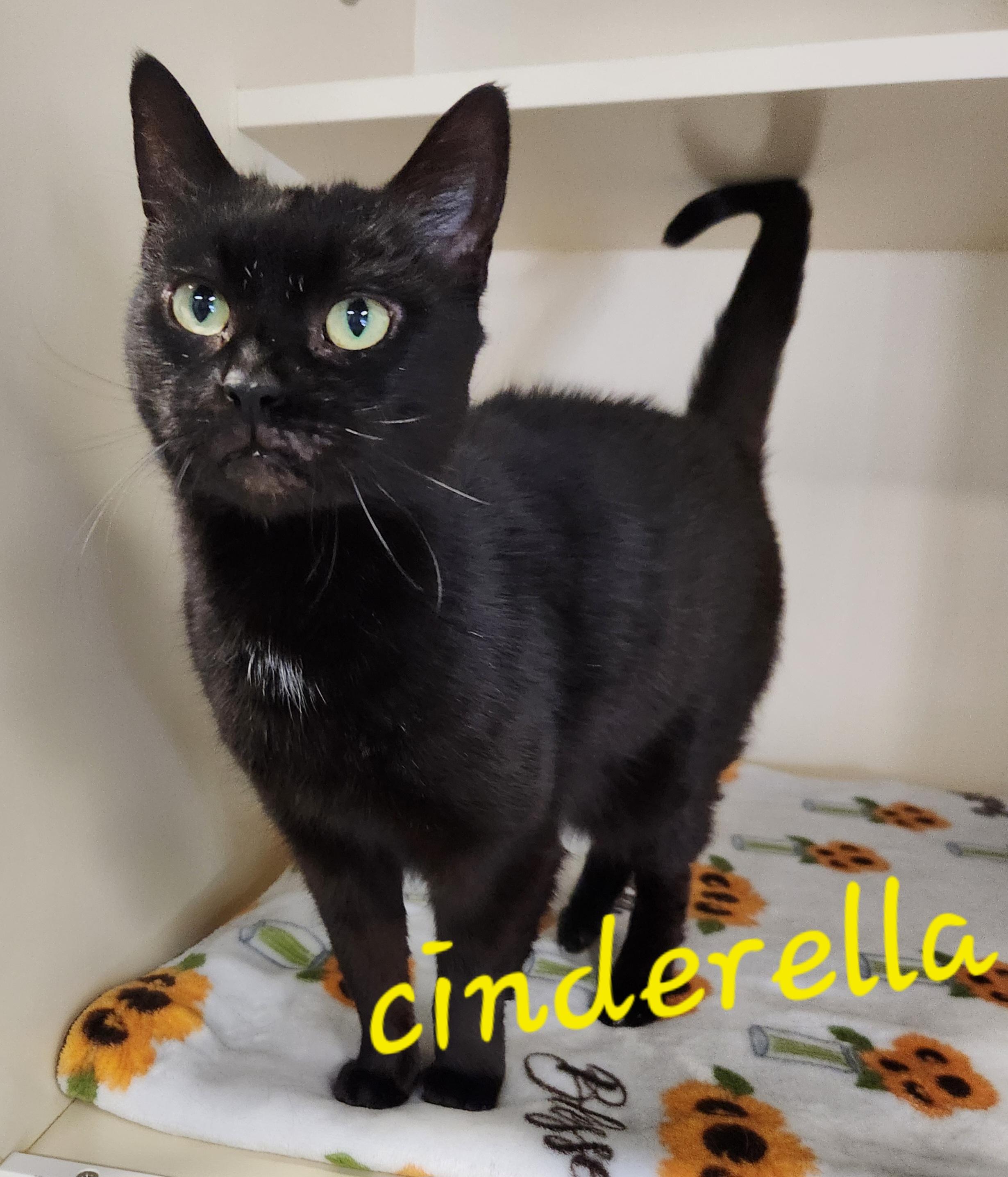 Enlarge Cinderella , a ADOPTABLE Domestic Short Hair in Sewaren, NJ image 1/1