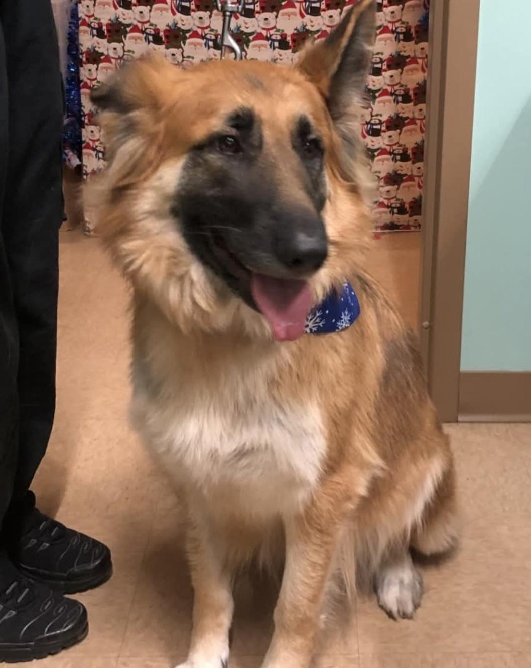 Enlarge #8 Darcy, a ADOPTABLE German Shepherd Dog in Pawtucket, RI image 1/1