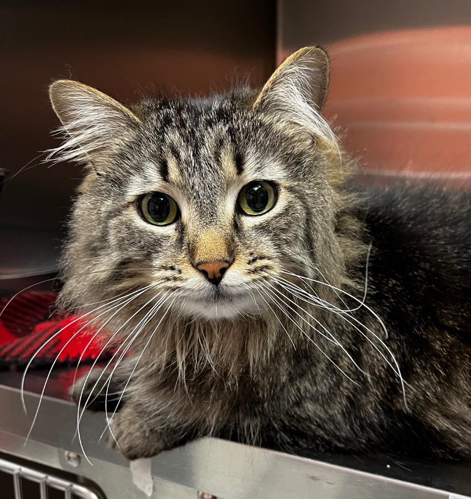 Olive, Adopted, Adult Female Domestic Long Hair & Maine Coon.