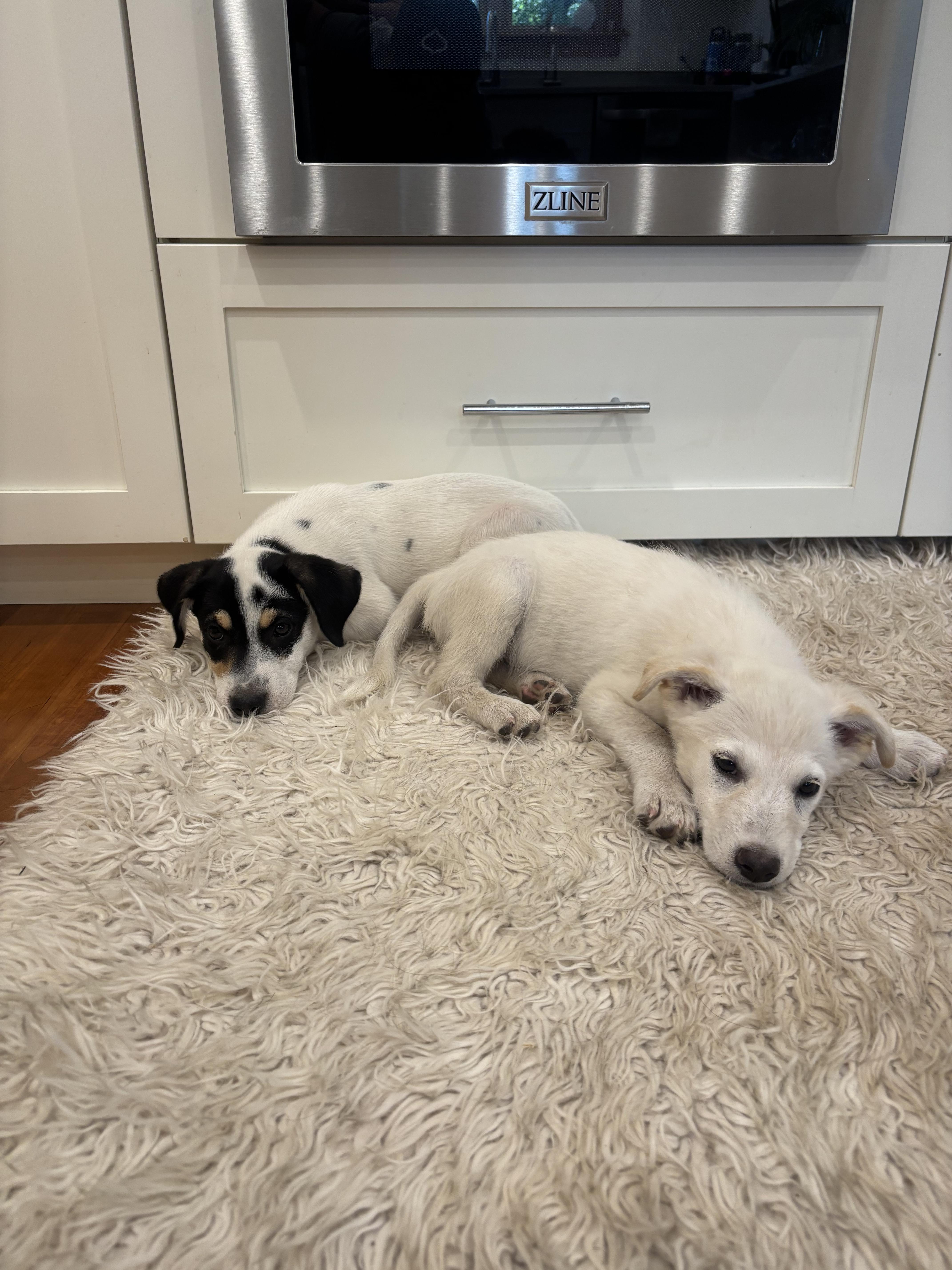 Rumble, an adopted mixed breed in Aspen, CO image 2/6