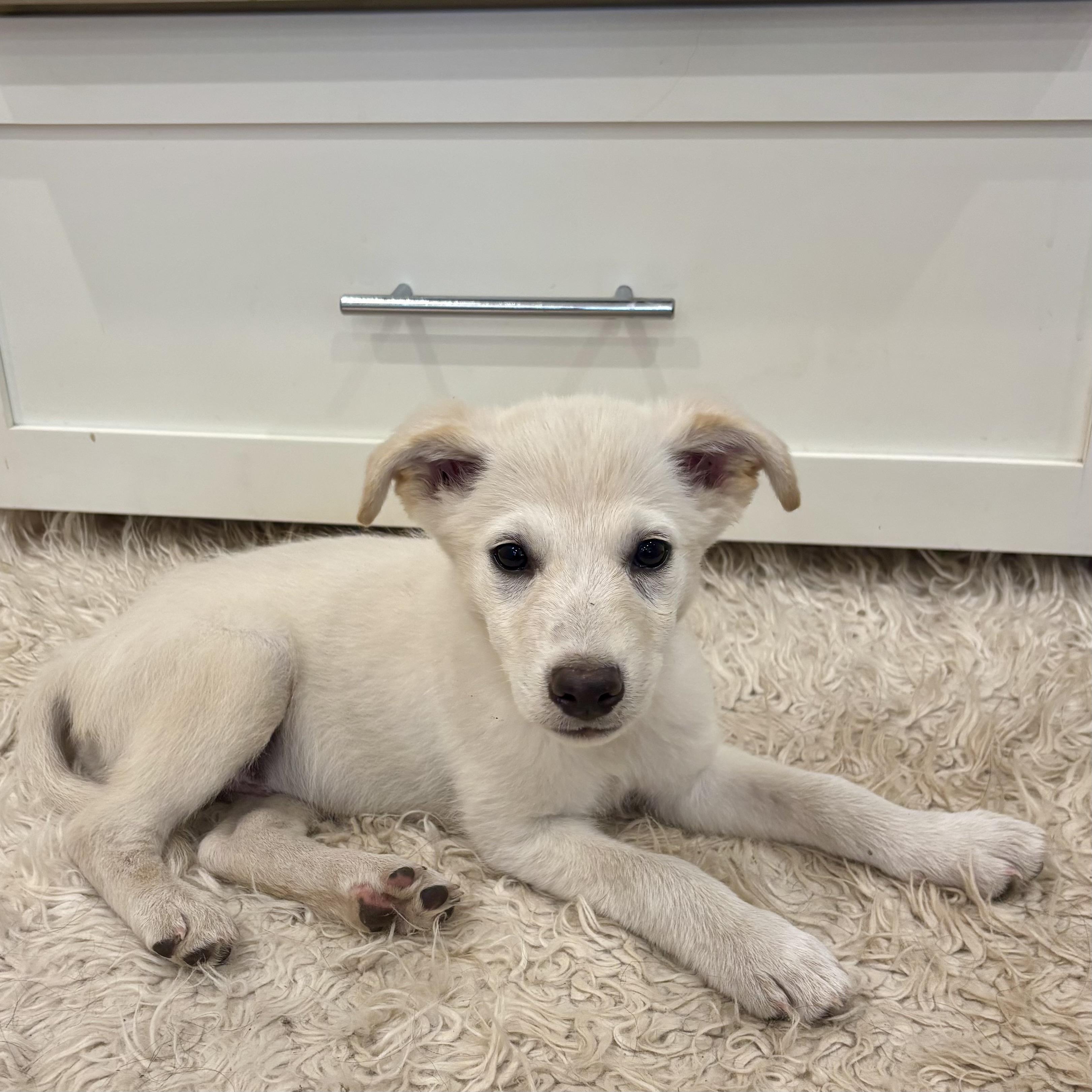 Rumble, an adopted mixed breed in Aspen, CO image 4/6