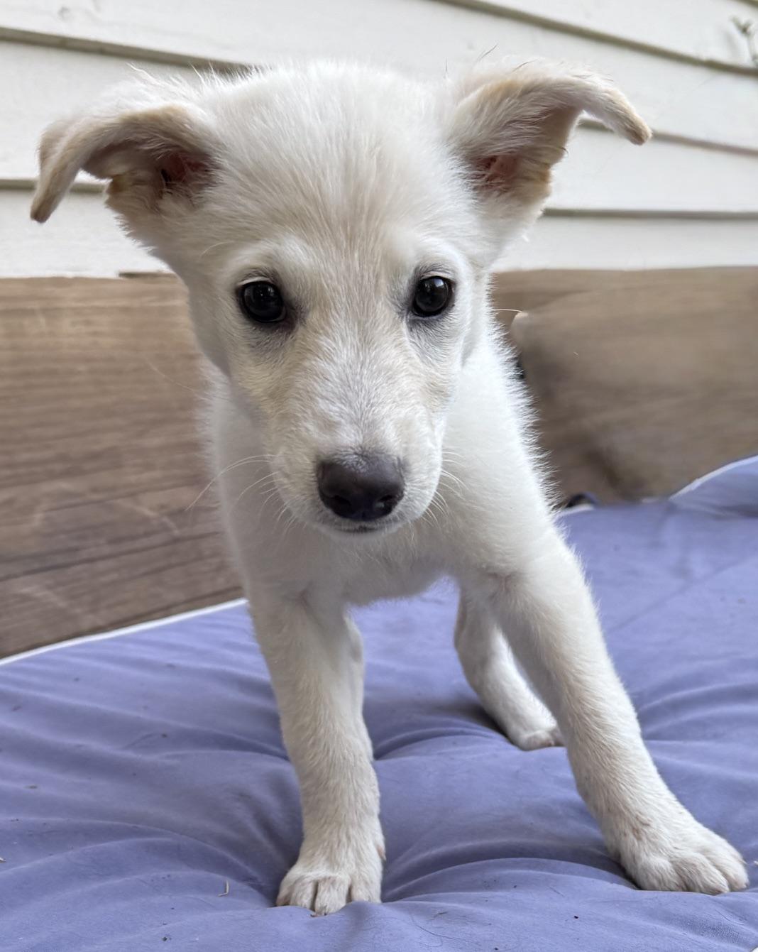 Rumble, adopted, Puppy Male Shepherd & Husky.
