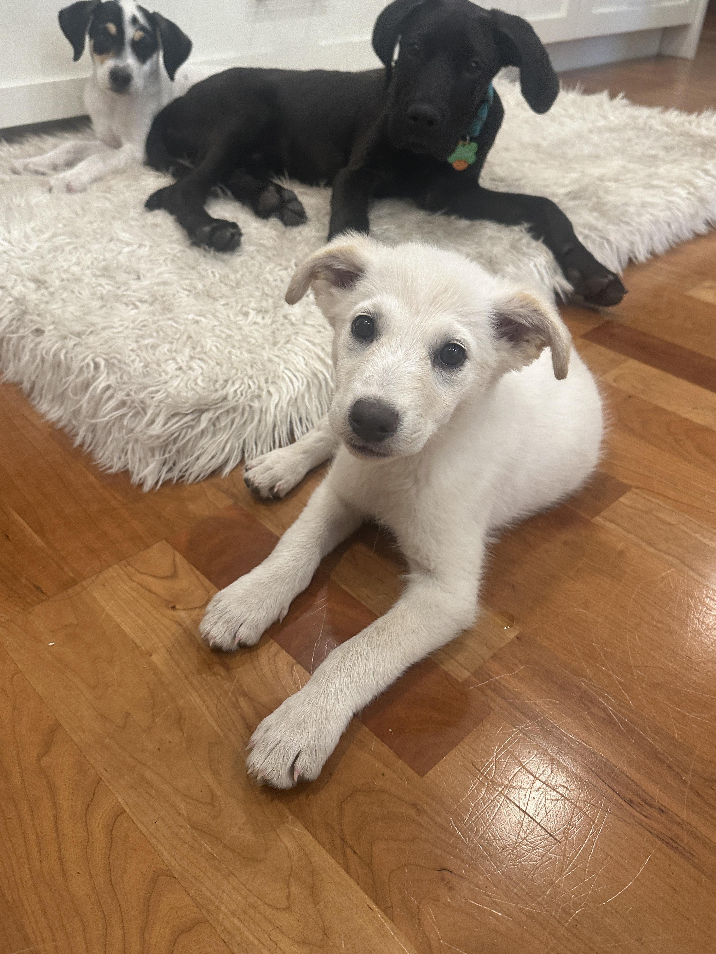 Rumble, an adopted mixed breed in Aspen, CO image 6/6